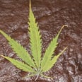 A Cautionary Tale About Homemade Weed Brownies