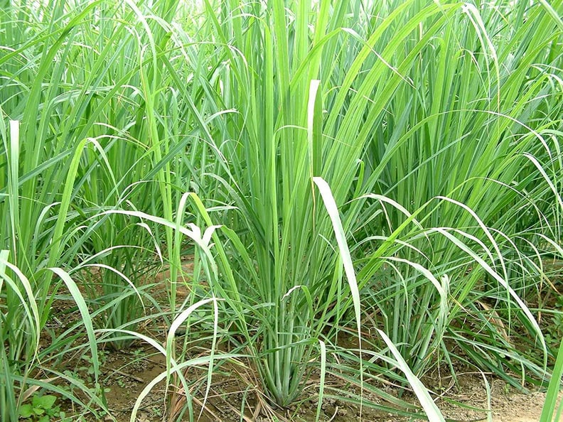 Lemongrass Plant