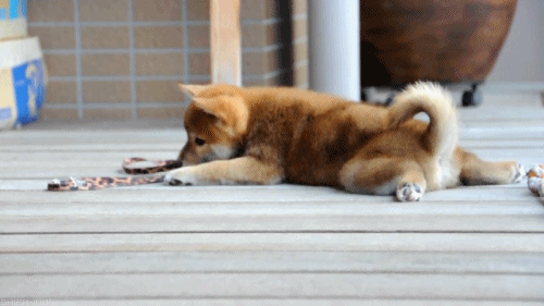 30 Of The Most Adorable Puppy GIFs We've Ever Seen