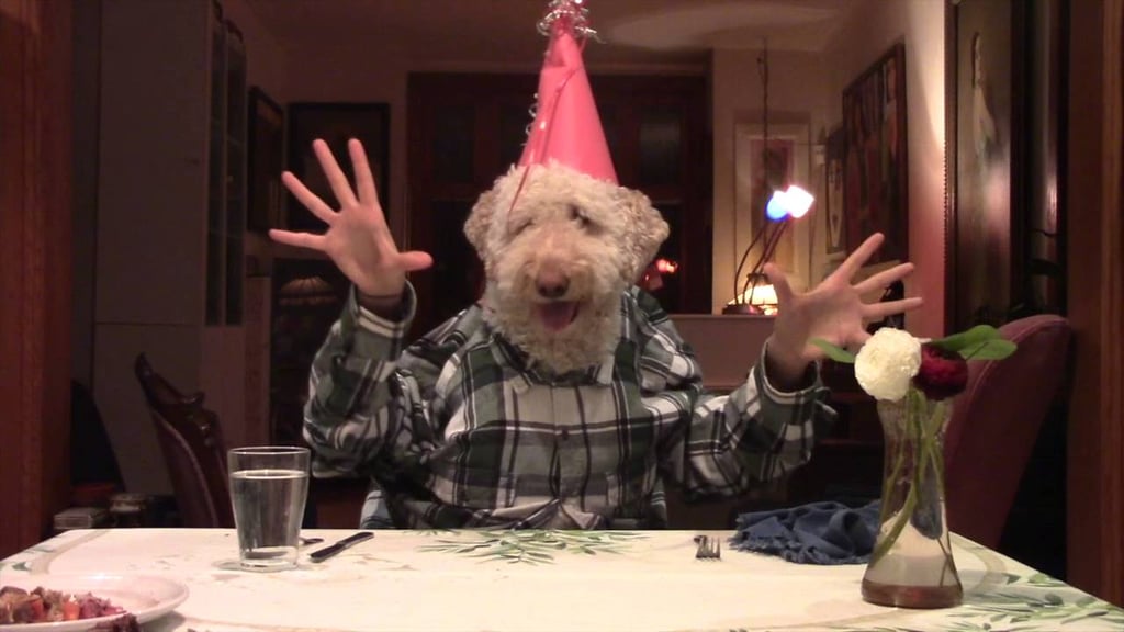 This fluffy Goldendoodle eating a birthday feast.