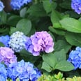 This Trick Will Magically Turn the Shade of Your Hydrangeas