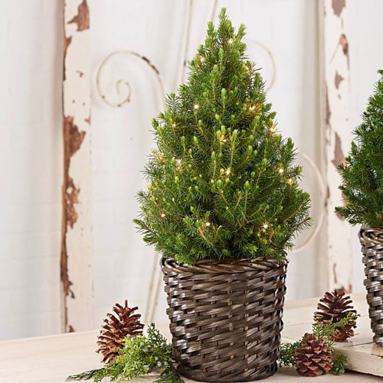 Best Live Tabletop Christmas Trees | 2022 | POPSUGAR Home