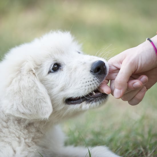 How to Stop Puppy Biting, According to Dog Experts
