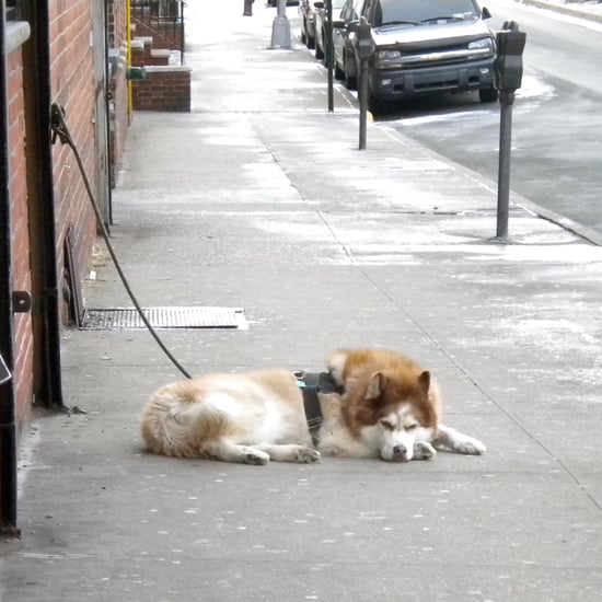Which City Is Best For Dogs?