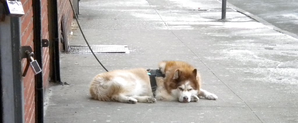 Which City Is Best For Dogs?