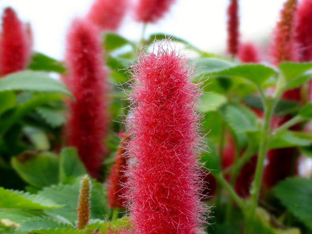 Chenille Plant