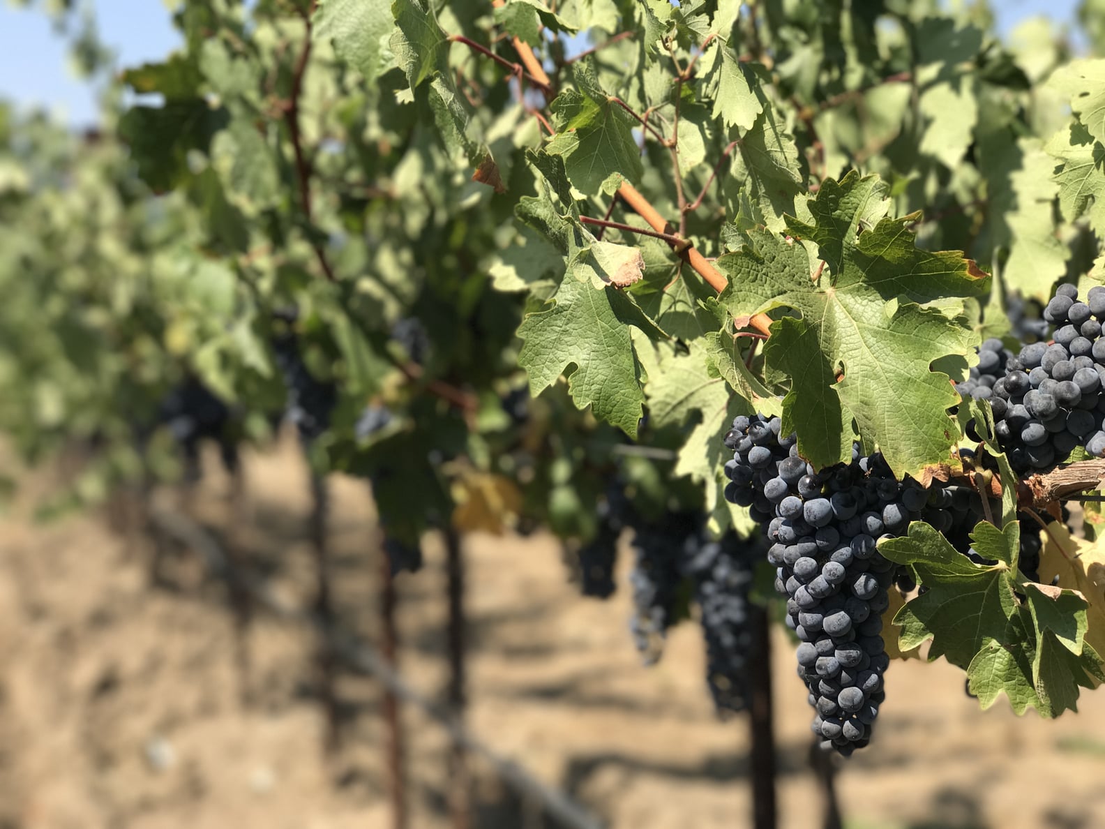 Female Winemakers in Napa, CA POPSUGAR Food