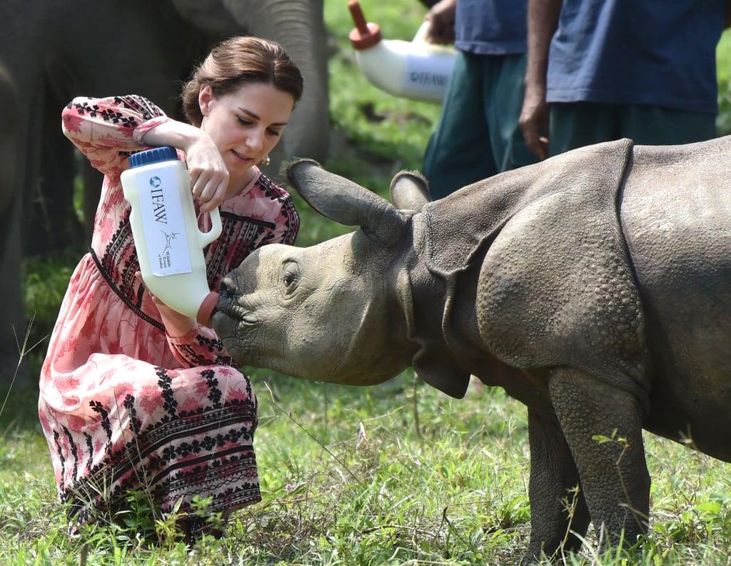 Kate Middleton Feeds Baby Elephants in India Pictures
