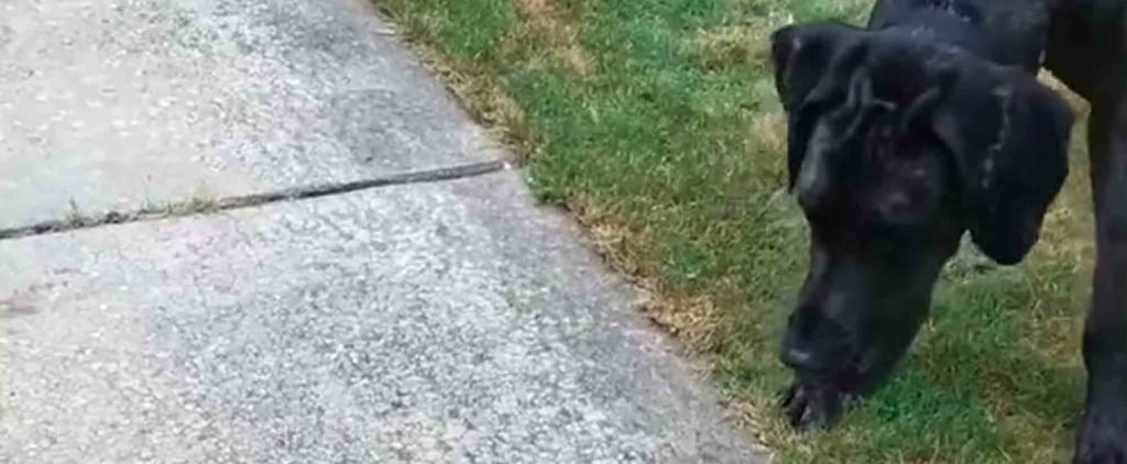 This Giant Great Dane Got a Brand-New Kitten, and We Can't Tell If He's Confused or Excited!