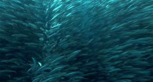 Fishing just seems like asking to be eaten by a shark.