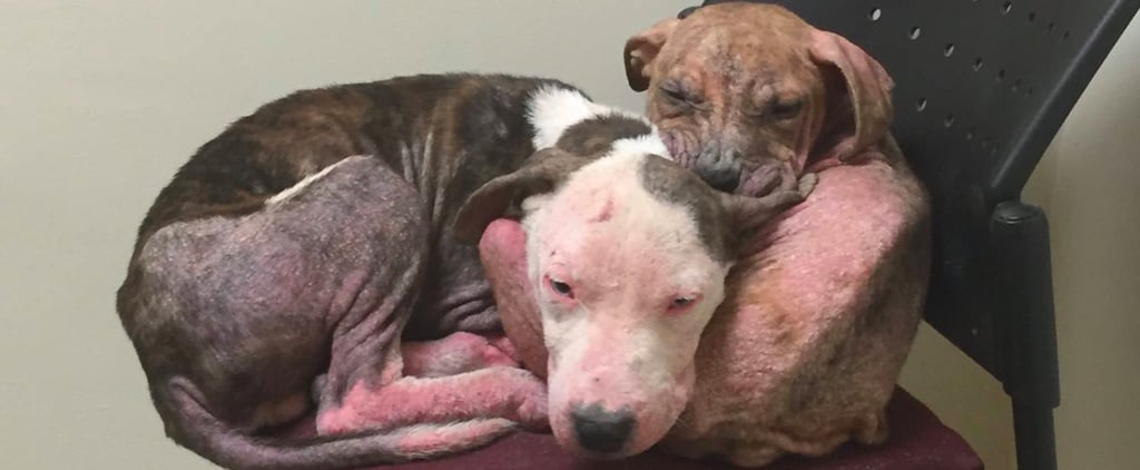 Abandoned Pit Bull Puppies Cuddling at Vet