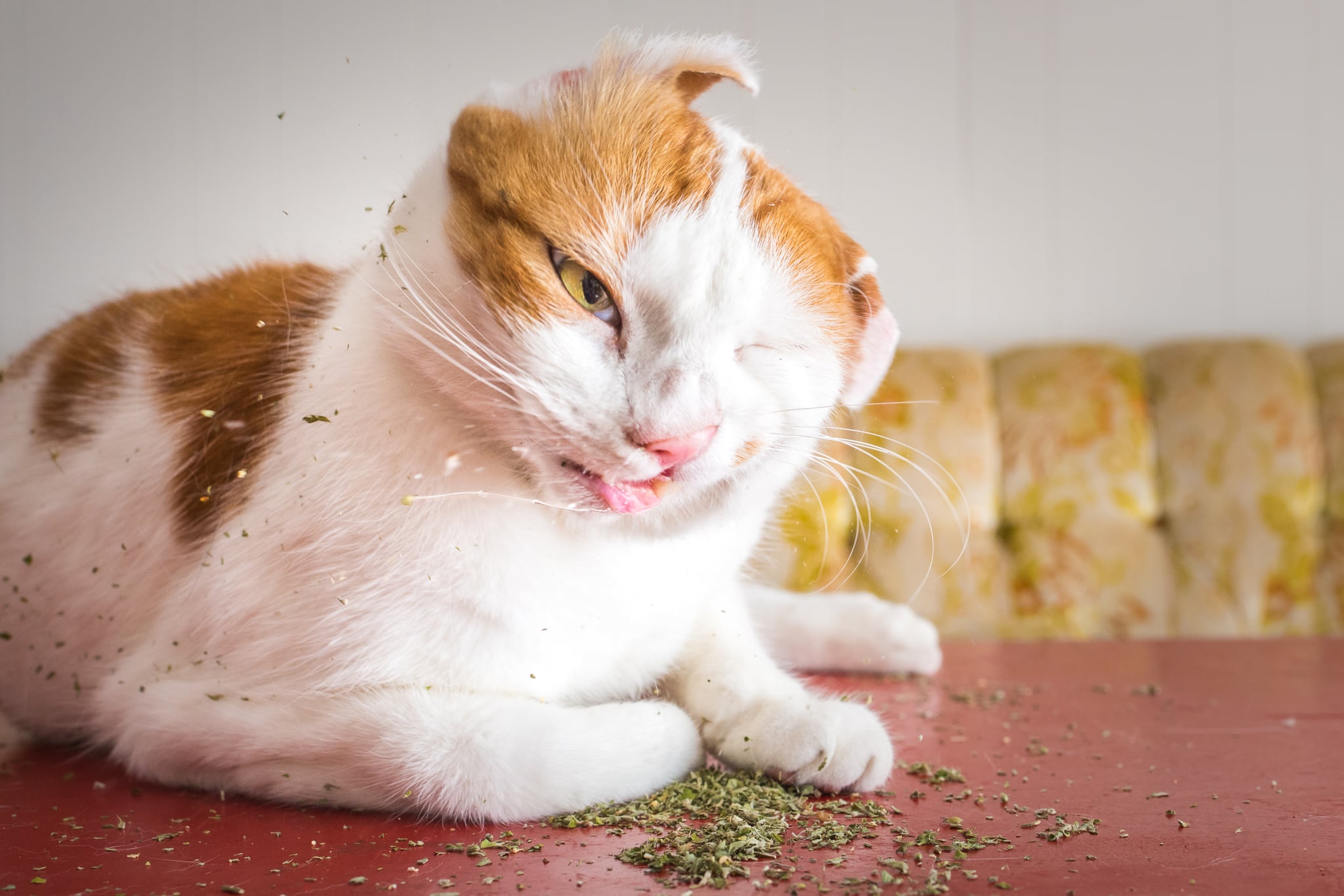 Cats On Catnip Photo Series Popsugar Family