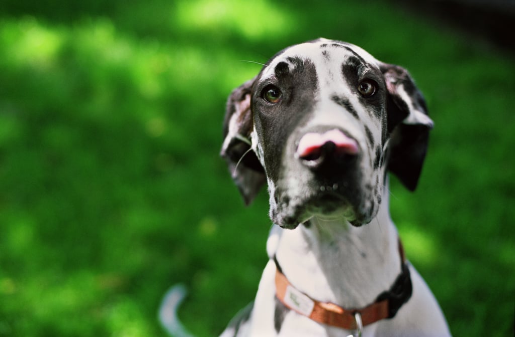 Cute Pictures of Great Danes