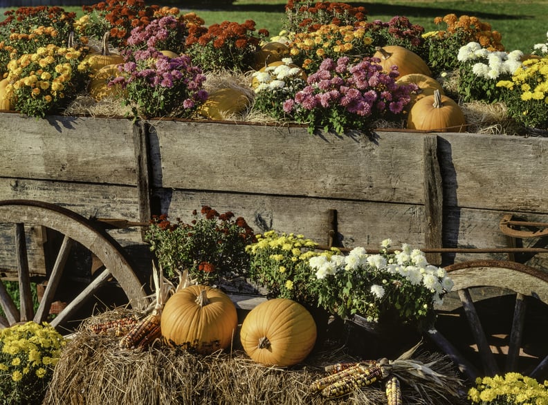 November: Chrysanthemum