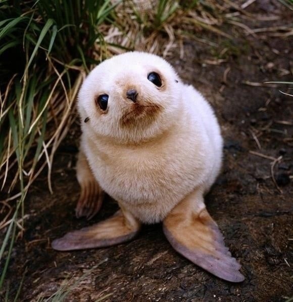 This seal pupper