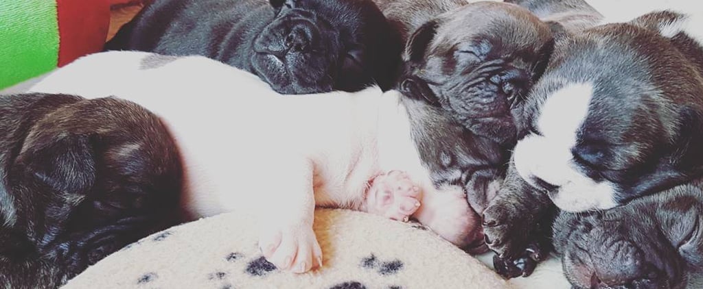 The Cutest Photos of French Bulldog Puppies