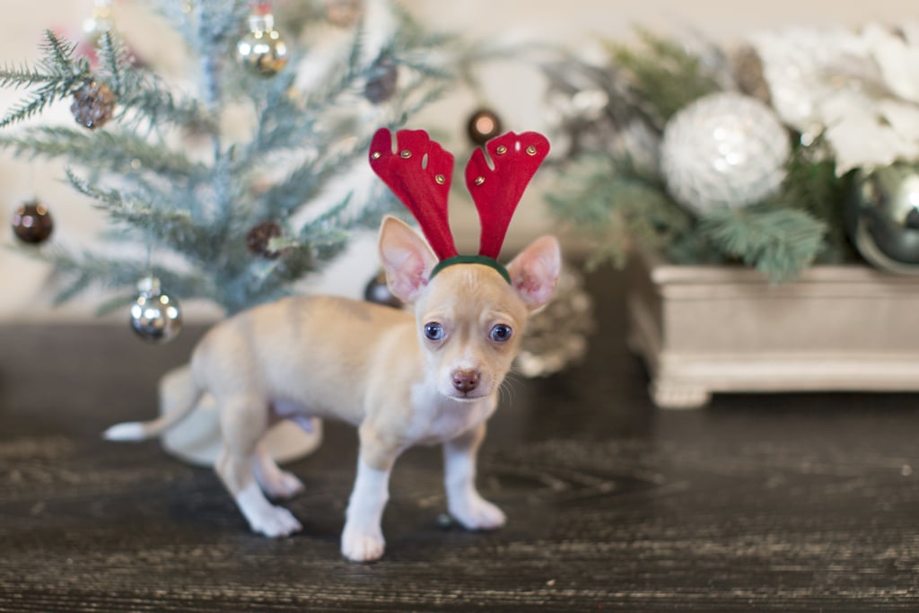 The Littlest Reindeer