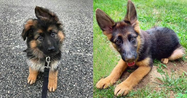 Cute german shepherd puppies pictures new arrivals