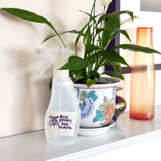 Natural Plant Spray Natural Bug Repellents POPSUGAR Smart Living