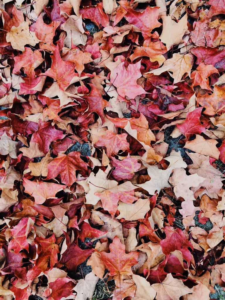 Dried Leaves iPhone Wallpaper