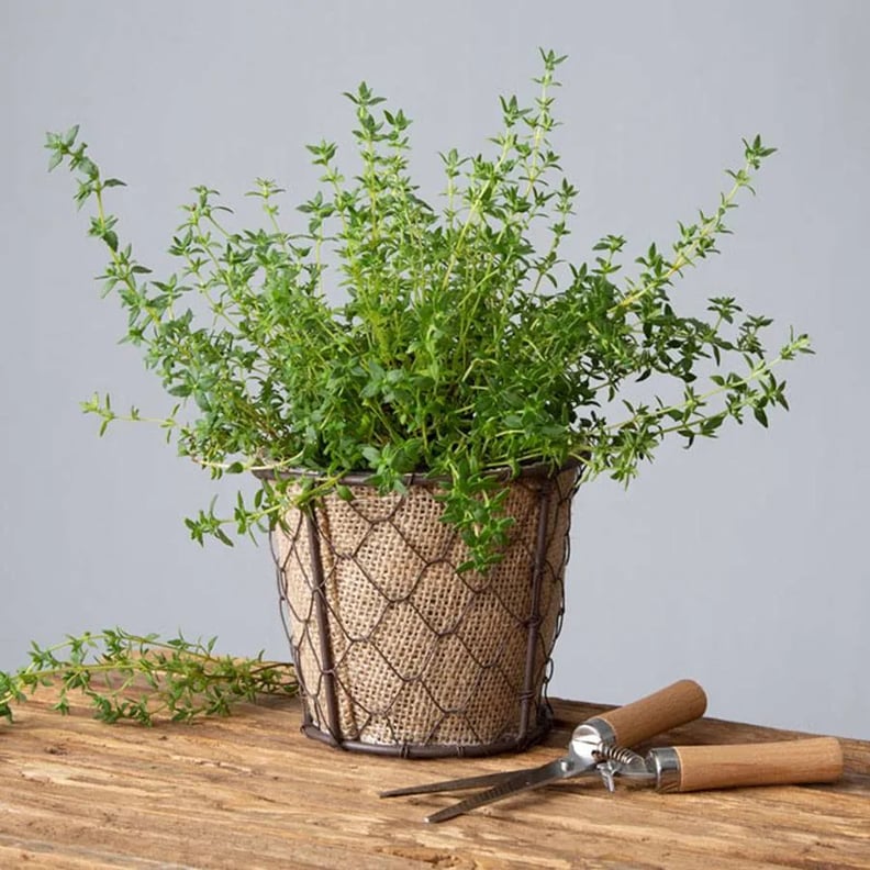 Thyme Plant