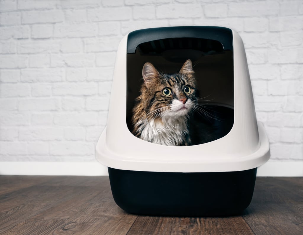 Reasons Cats May Not Clean Themselves After Using Litter Box POPSUGAR