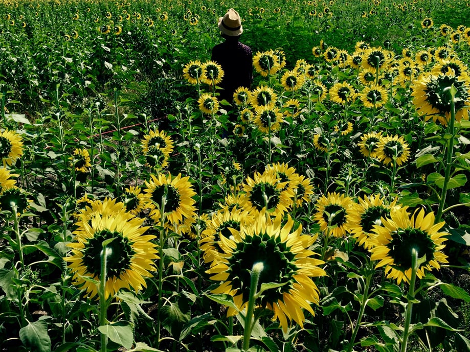 "Photographing a subject from behind can add wit to a photo. Here, the subject and the flowers are both facing away from the camera."