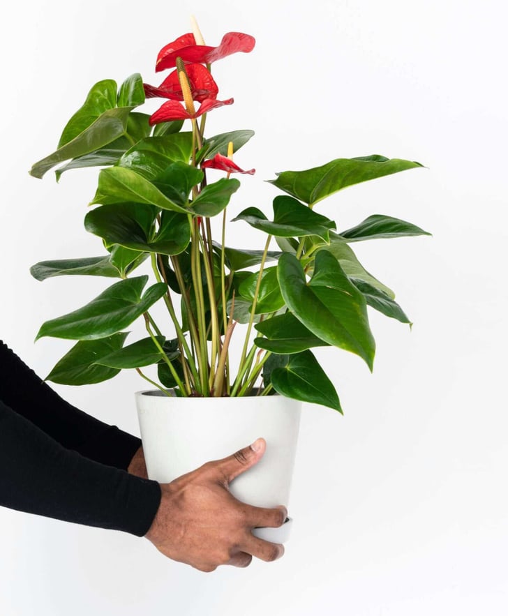 Red Anthurium | Best Indoor Flower Plants For Beginners ...
