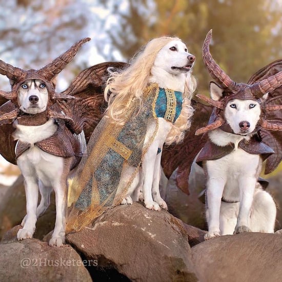 These Huskies Dress Up in Costumes For Every Occasion