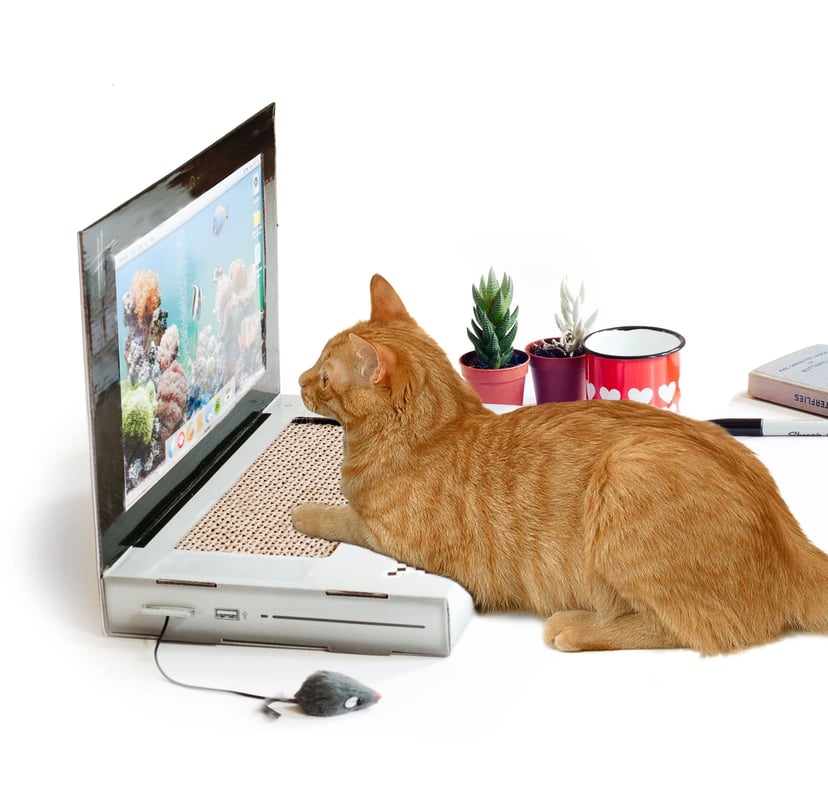 Best toy to keep shop cat occupied