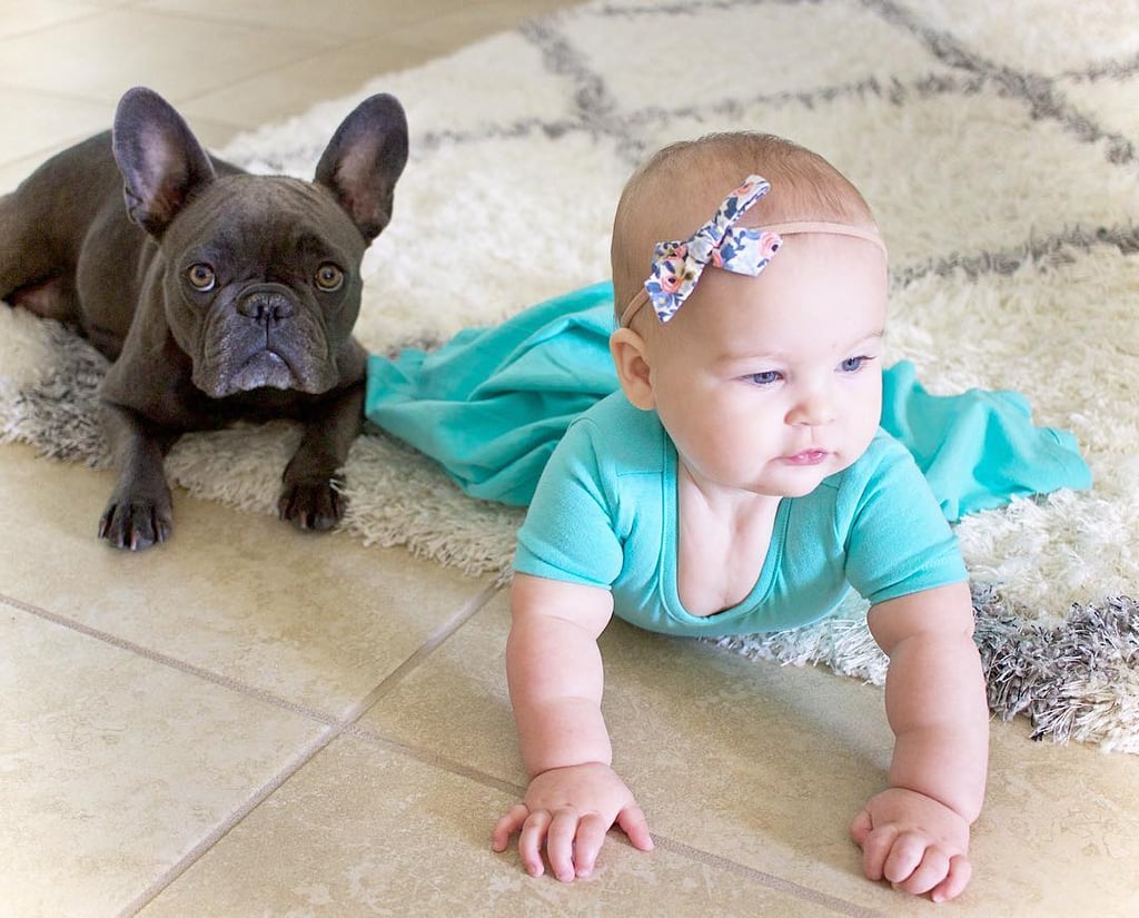 Pictures of French Bulldogs and Babies