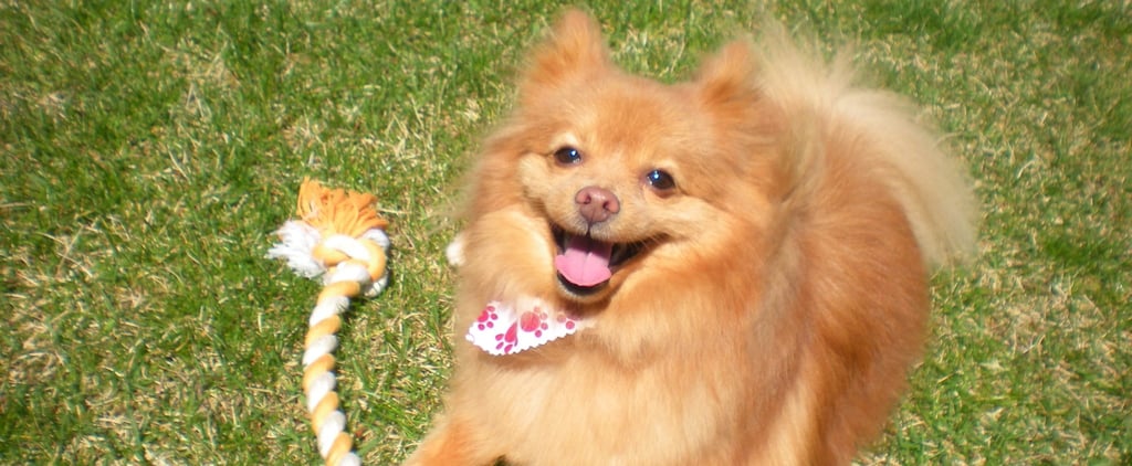My Dog Hates My Kids