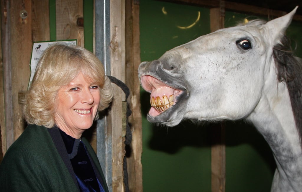 Camilla visited the London International Horse Show in December 2008.