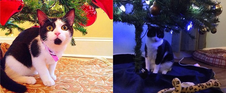 Cats Under the Christmas Tree