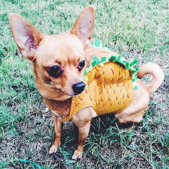 Food Halloween Costume Ideas For Dogs