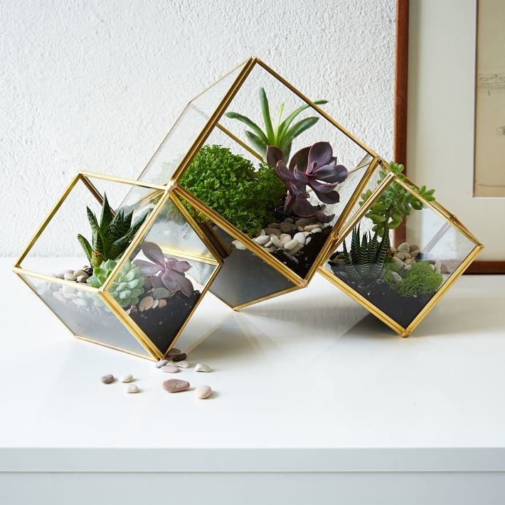 west elm Cube Terrarium