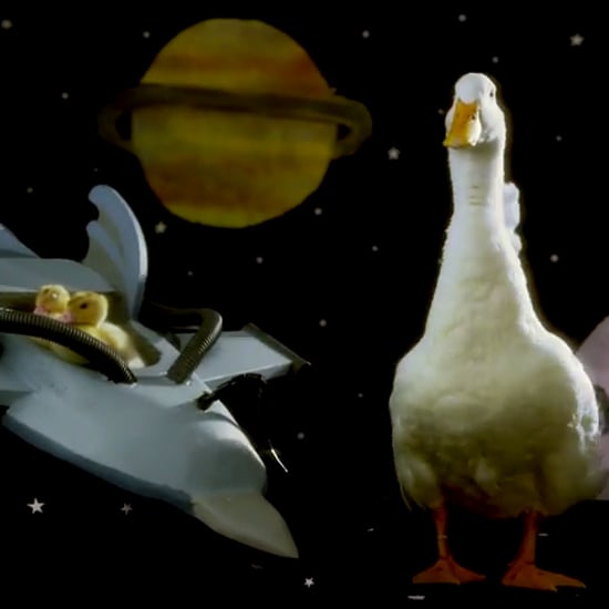 ducktales theme song with real ducks