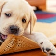 So Your Dog Bit Your Child . . . Now What?