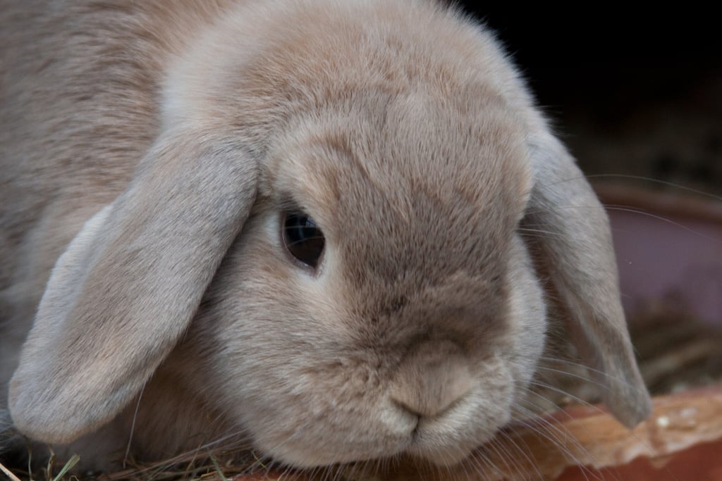 Lop ears could give Eeyore a run for his money.
Source: Flickr user captainsubtle