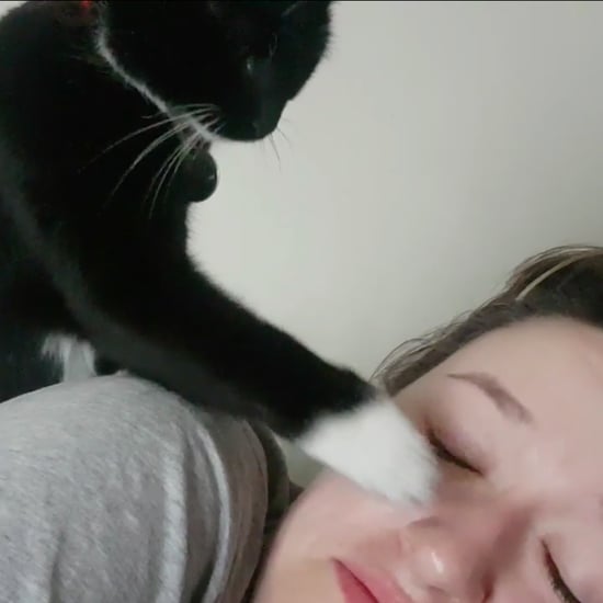 Video of Cat Bopping Her Owner on the Nose to Wake Up