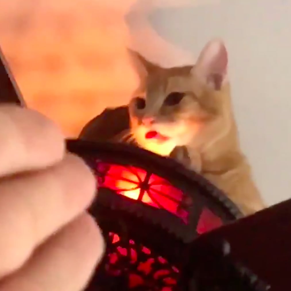 Video Of Owner Finding Cat Sitting On Ceiling Fan Popsugar