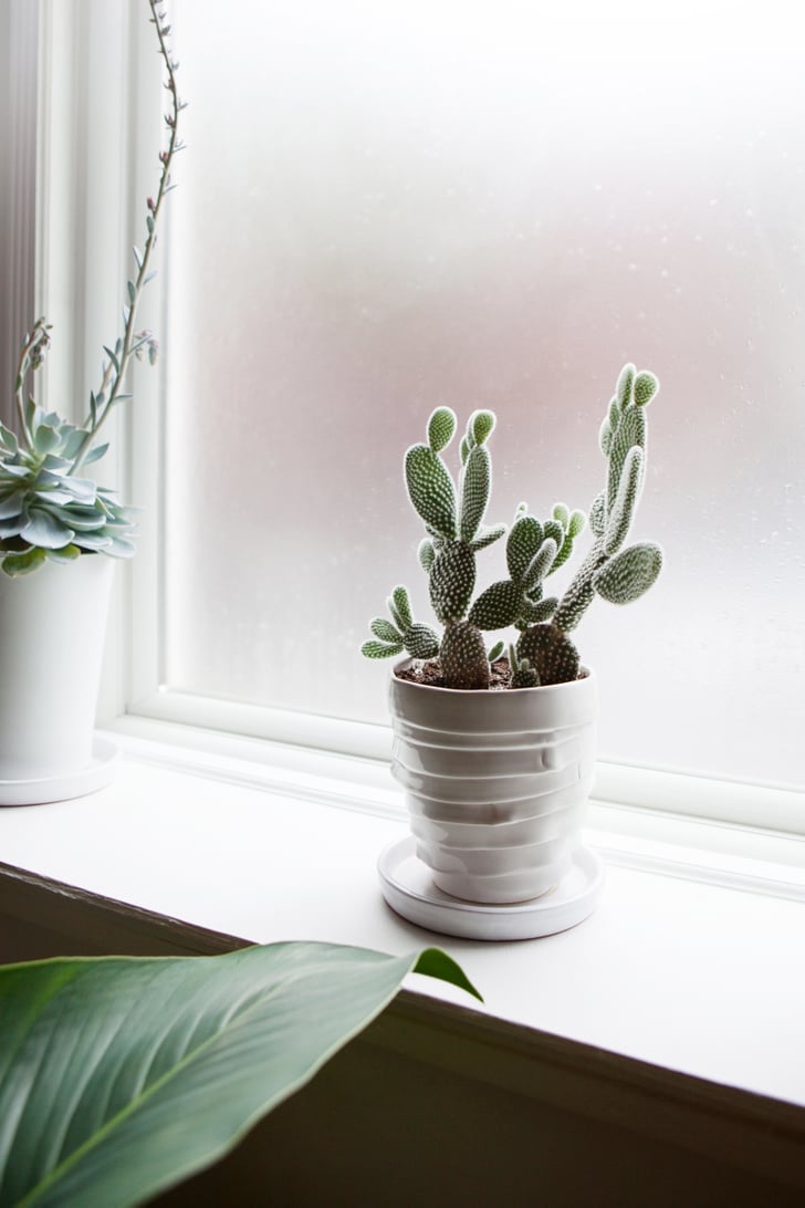 Don't Move Your Plants Houseplant Tips and Tricks For Beginners