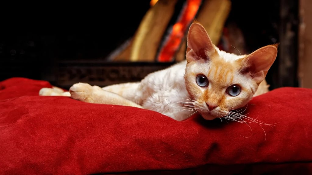 Best Cat Breeds For First-Time Owners: Devon Rex