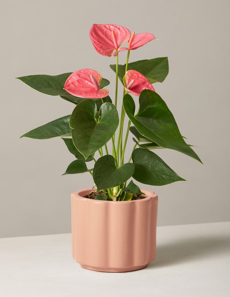 Pink Anthurium