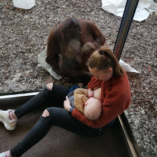 Orangutan Watches Mom Breastfeeding Her Baby | Video