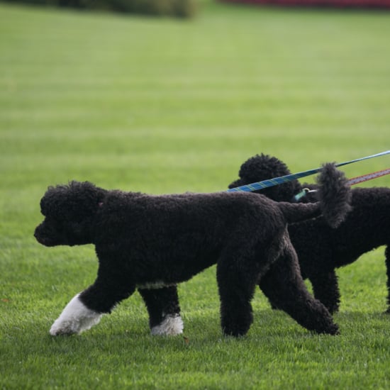 Presidents' Pets