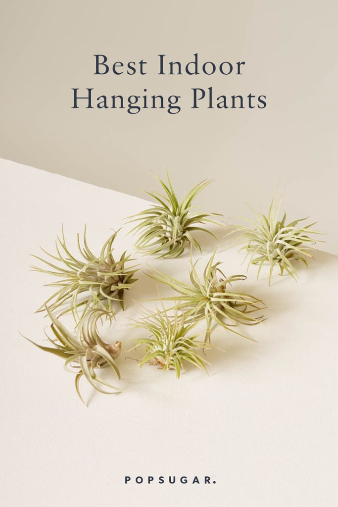 Best Indoor Hanging Plants