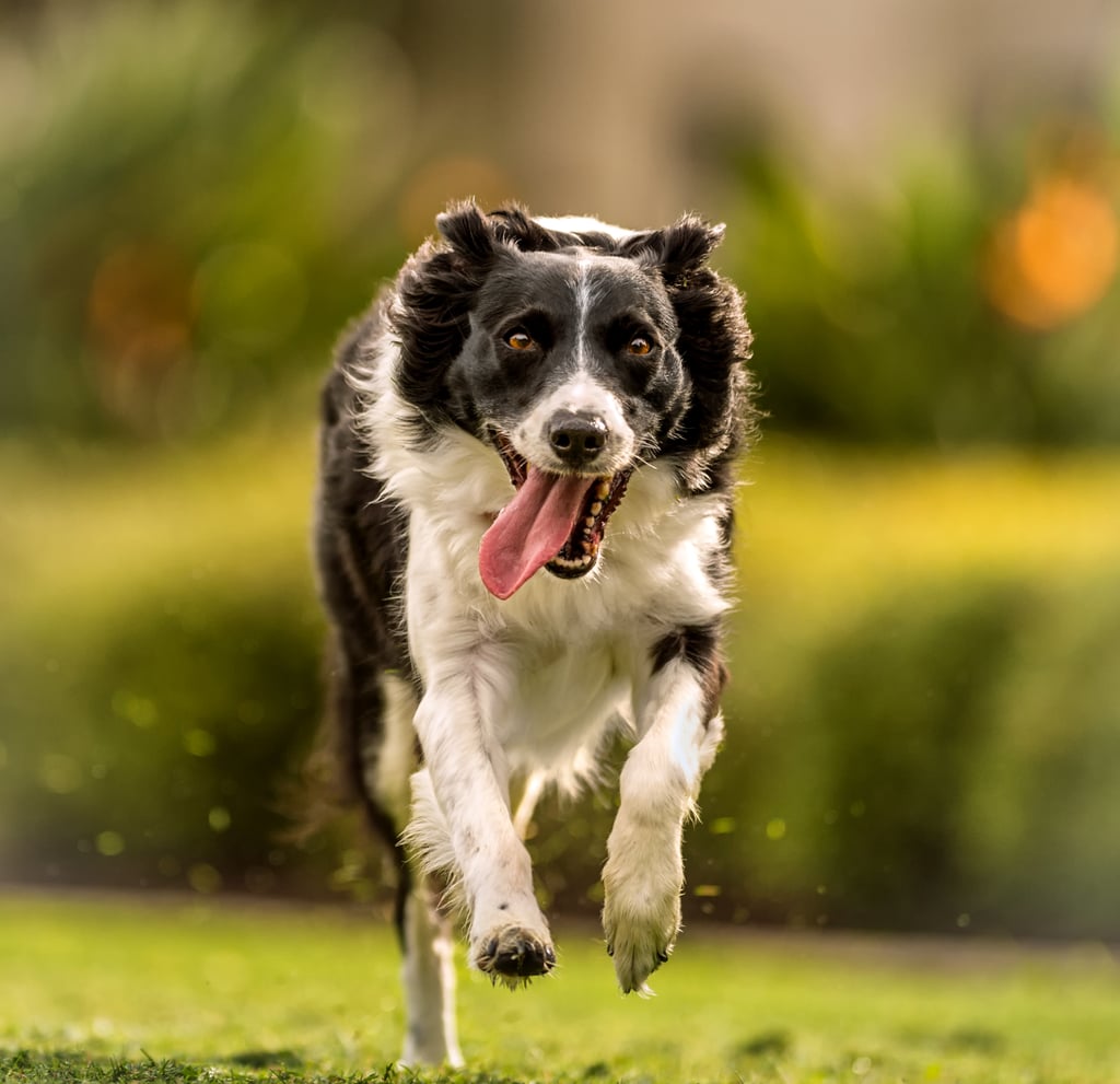 Cute Pictures of Border Collies