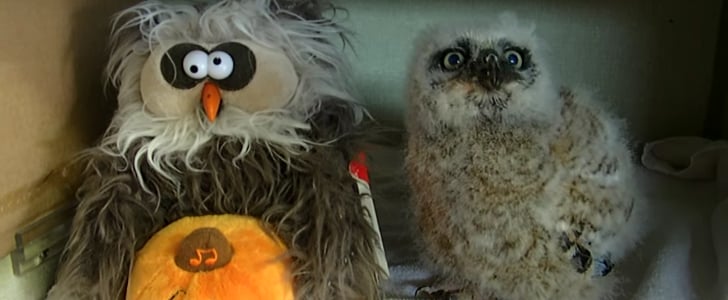 Owl Imitates Stuffed Animal | Video