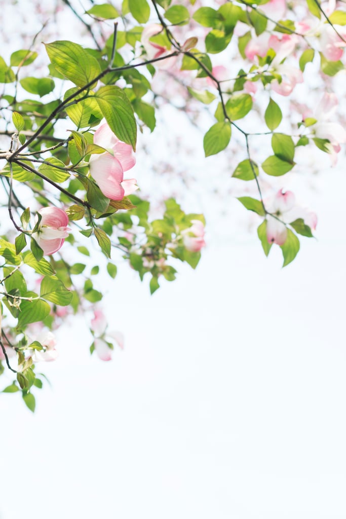 30+ Pretty Photos of Spring to Remind You That It's Coming!